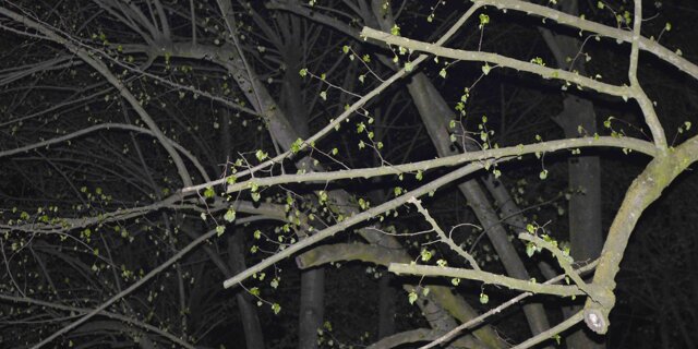 Naturalmente gotico - Omaggio a Leonardo (2016)