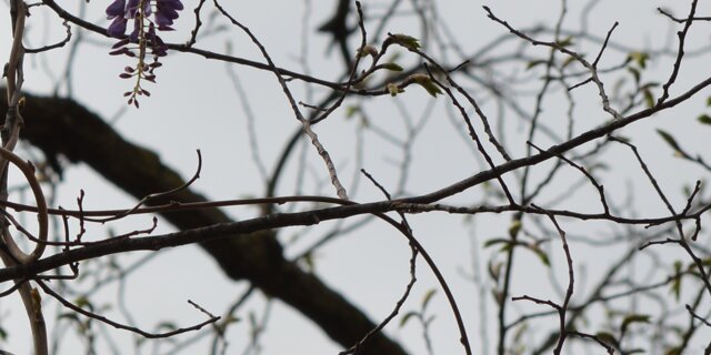 Impromptu I (2018-20)