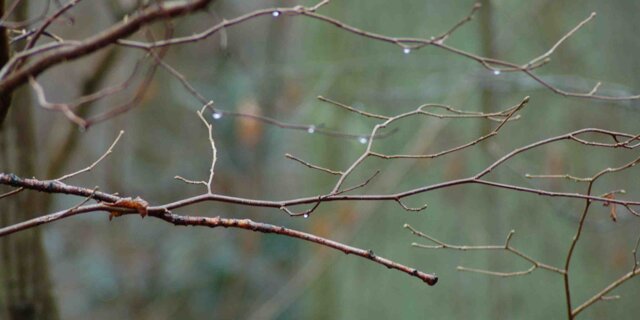Larmes de la forêt (2012) - Ad Annika