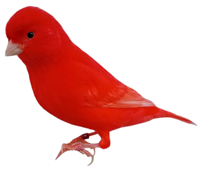 lipo rosso