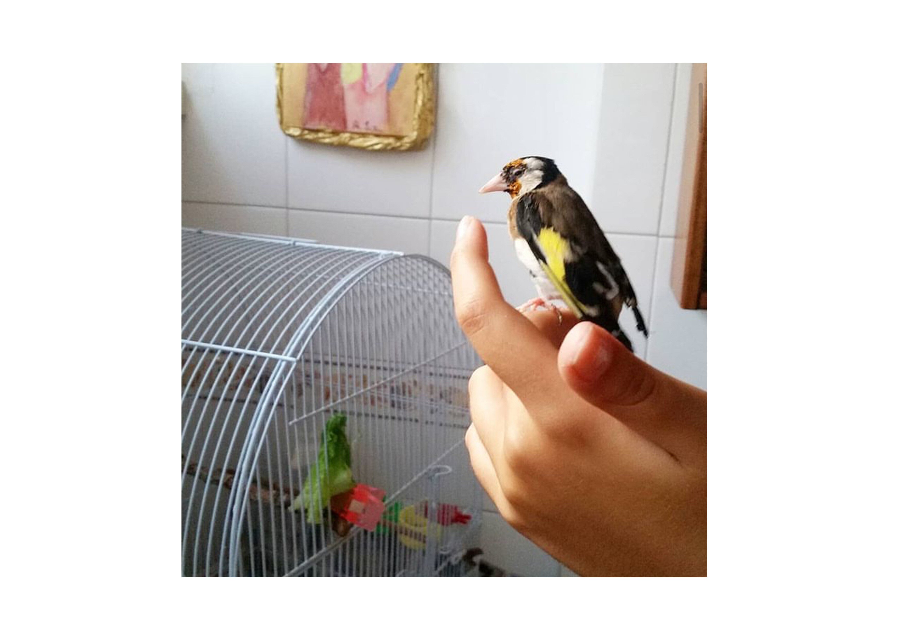 Dolci incontri: la bambina e il cardellino