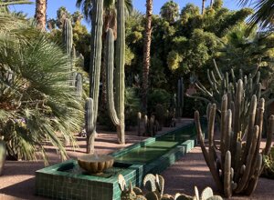 cactus%20thiemann.jpeg cactus%20thiemann.jpeg