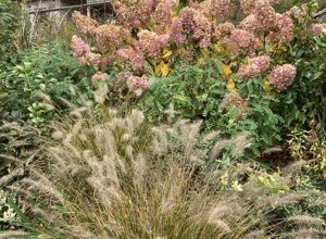 netro%201.jpeg netro%201.jpeg