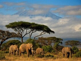 kenya.jpeg