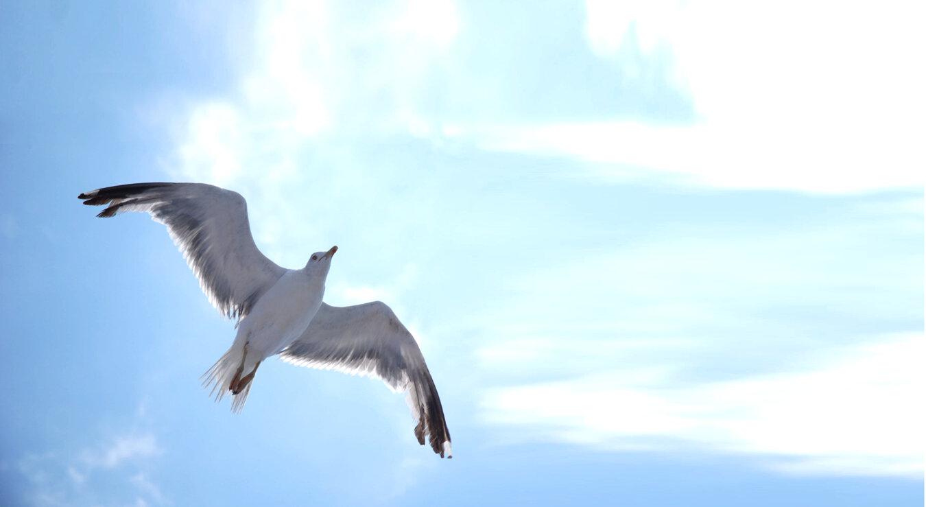 gabbiano a sx-2.jpeg