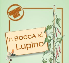 lupino