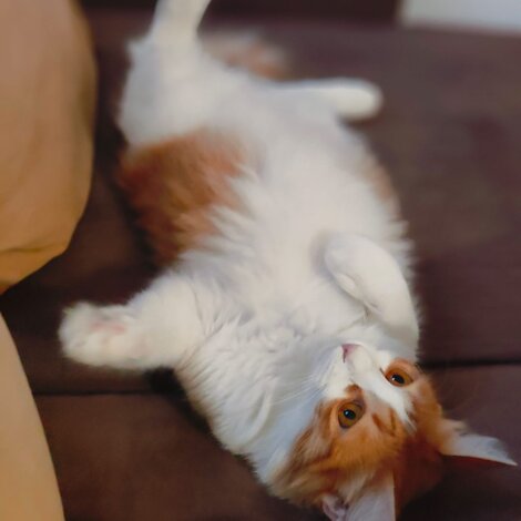 img_5822.jpeg img_5822.jpeg