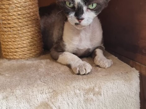 mici_logo_clipdrop-background-removal