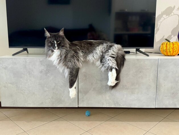 whatsapp image 2026-02-03 at 10.39.37 (1).jpeg