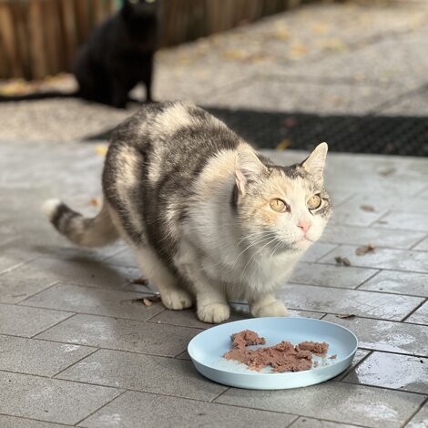 img_1154.jpeg img_1154.jpeg