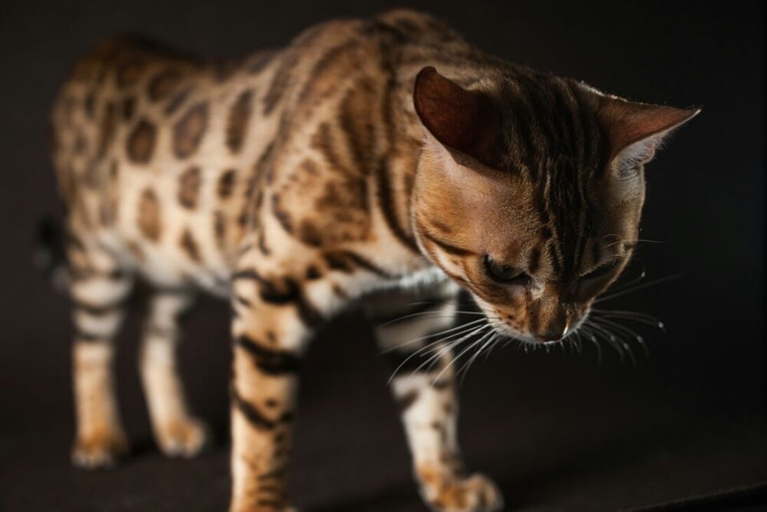 Piazza del Tricolore 11 e 120598396263 - 3205322439REPERIBILITÀ 24H Piazza del Tricolore 11 e 120598396263 - 3205322439REPERIBILITÀ 24H