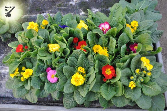 primulahortiin4 primulahortiin4