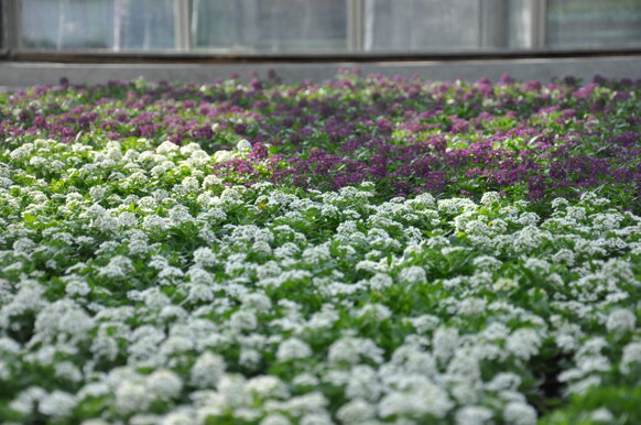 0cc411db-578b-4091-ab1f-9fb384203e80 0cc411db-578b-4091-ab1f-9fb384203e80