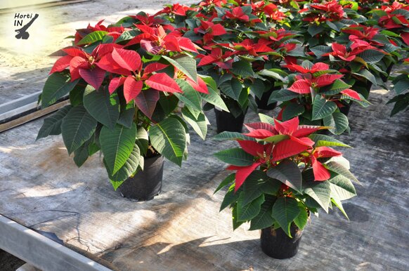 6stellenatale 6stellenatale