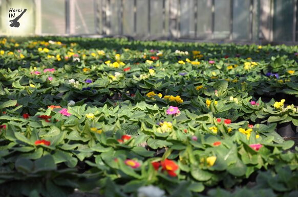 primulahortiin5 primulahortiin5