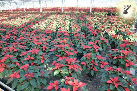 3stellenatale 3stellenatale