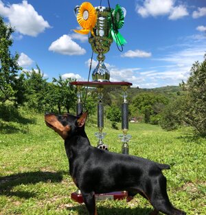 Trofeo Ruba Baci 2019 Pinscher nano (In foto il Vincitore Kolt iz Doma Parkis )
