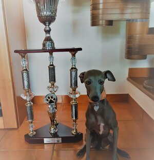 Trofeo Ruba Baci 2018 Piccolo Levriero Italiano (In foto la Vincitrice KellyGrace )