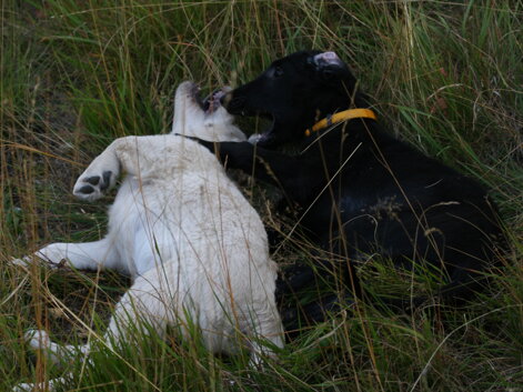 9e64c8ab-86c2-47d1-b810-7548ed8def33