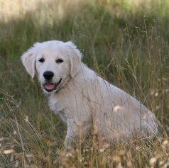 9d211c19-dd2c-4e3f-93f8-666b68ae7da1