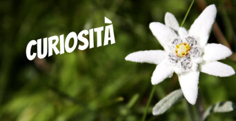 49a68837-df5e-4a8d-9142-2e692fa6131a