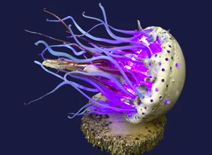 medusa1.webp