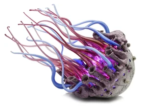 medusa%2036%2020x30.webp