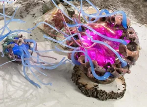 medusa%2032%20hi%20ris%20.webp