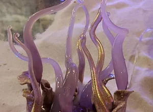 medusa%20e%20pettine%20lato%2018cm.webp