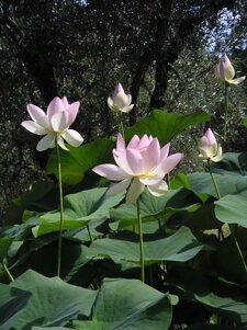 Descrizione immagine