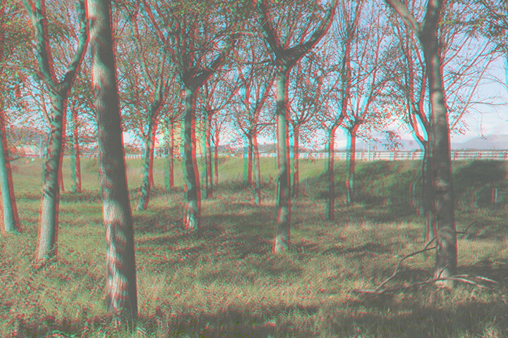 3d_noci_alberi