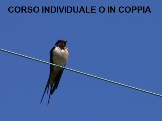 ron2_200644171748_ron2