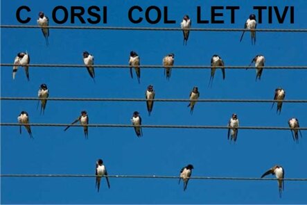 uccelli-sui-cavi-elettrici