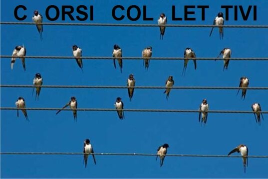 uccelli-sui-cavi-elettrici