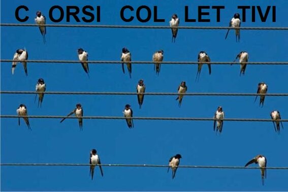 uccelli-sui-cavi-elettrici