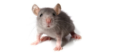 disinfestazionelamporoditori disinfestazionelamporoditori