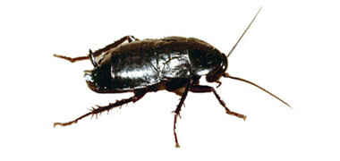 disinfestazionelampoblatte disinfestazionelampoblatte