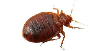 disinfestazione disinfestazione