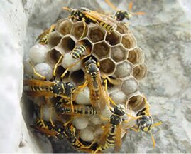 favovespefirenze favovespefirenze