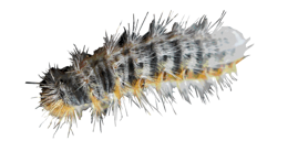 disinfestazione processionarie firenze