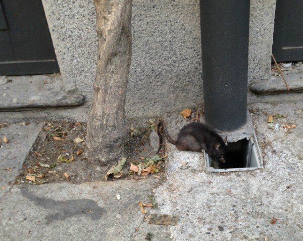 Topi Firenze Topi Firenze