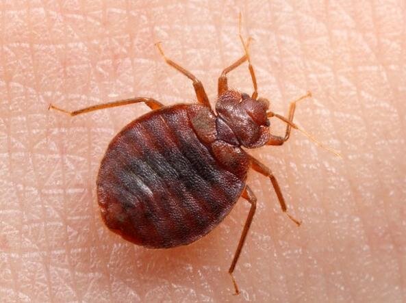 Cimici del materasso