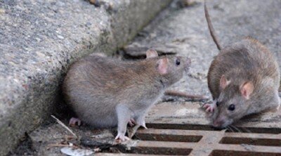 ee53dcac58574a7fb0c26c906ab980e5