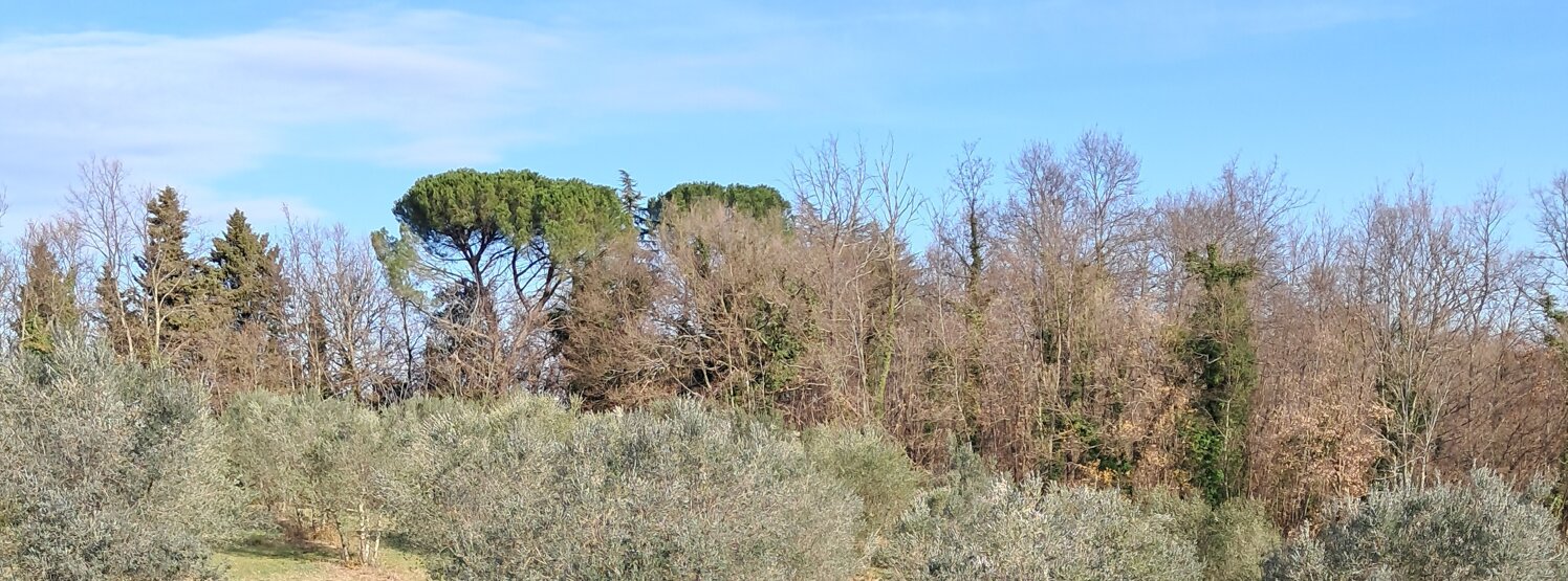 uliveta e bosco 2.jpeg uliveta e bosco 2.jpeg