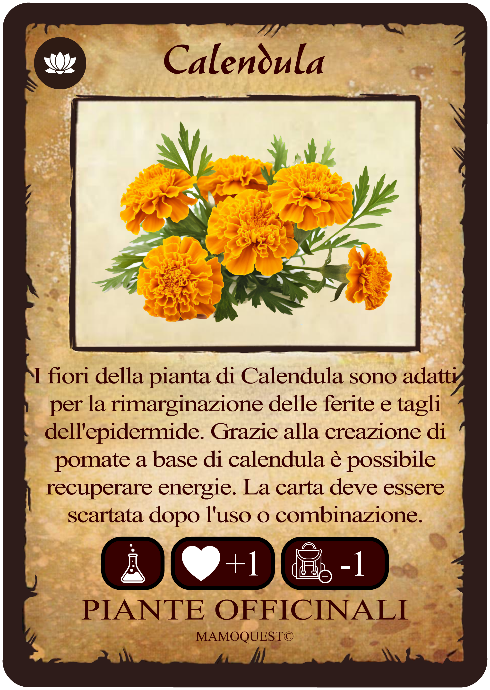 calendula.png