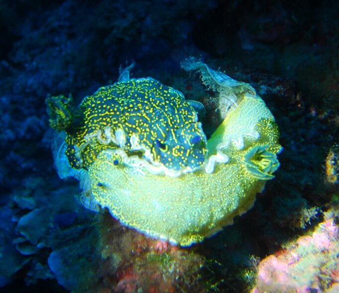 dsc_1.jpeg dsc_1.jpeg