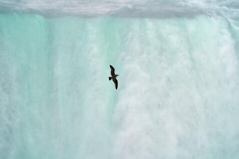 bird-6559677_1920.jpeg
