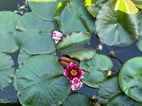 lotus.jpeg lotus.jpeg