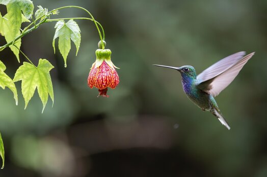 hummingbird-9100457_1920.jpeg hummingbird-9100457_1920.jpeg