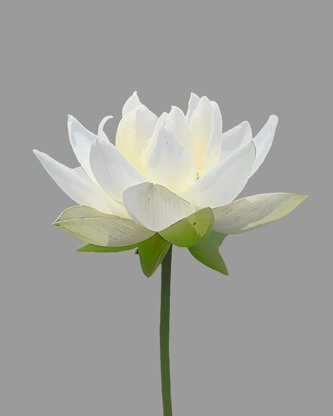 flower-5390711_1920.jpeg